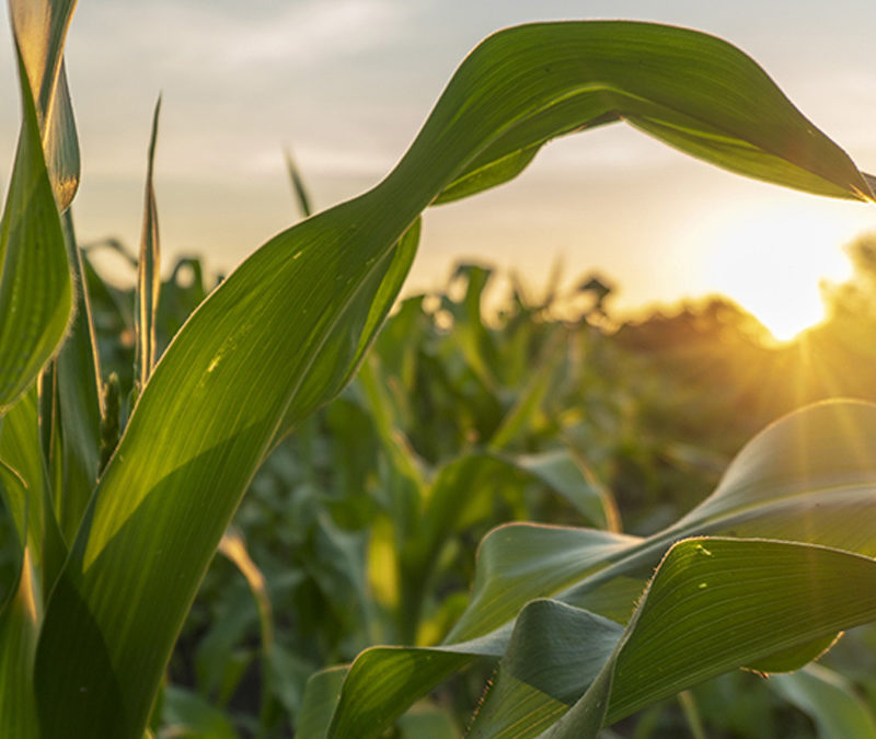 Innovative Start-up using entek for production of 100% natural additives for plastics