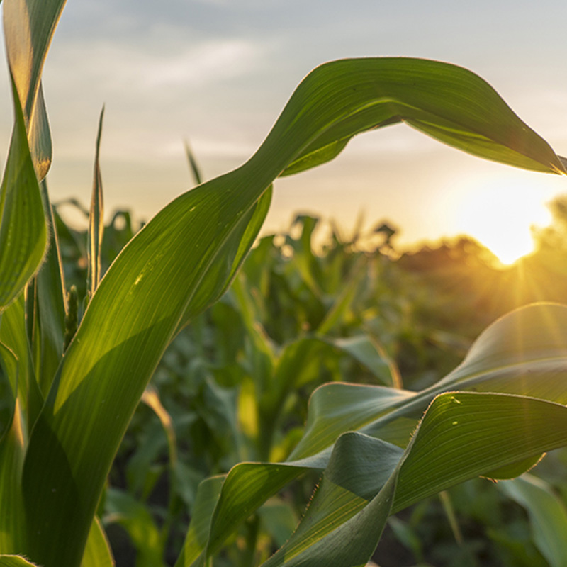 ENTEK Extruder Bio Resins